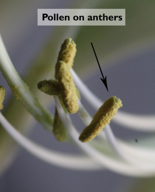 anthers