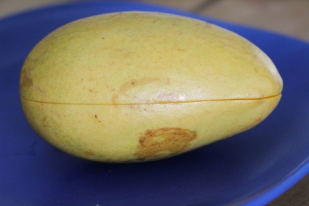 mango germination 2