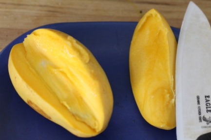 mango germination 3